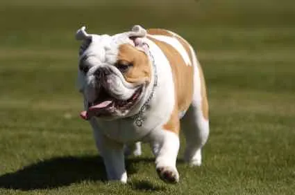 Tout savoir sur le bulldog anglais